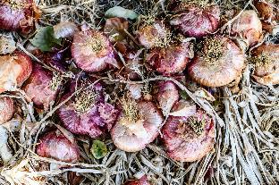 agriturismo vultaggio