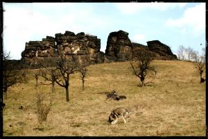 thale