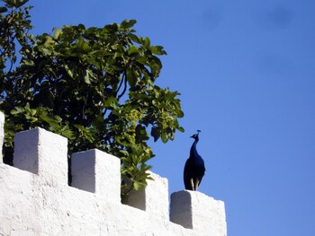 villa giardinata
