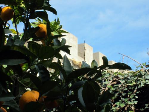 villa giardinata