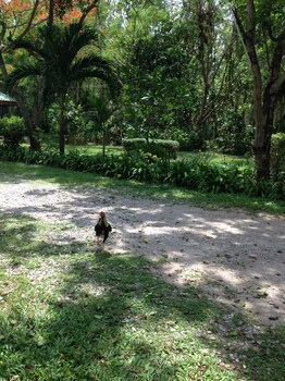 ruenthairimhaad resort