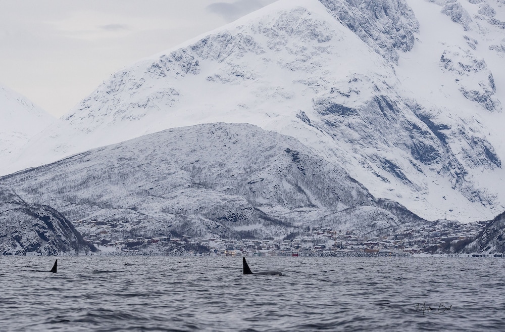 hotell maritim skjervoy as