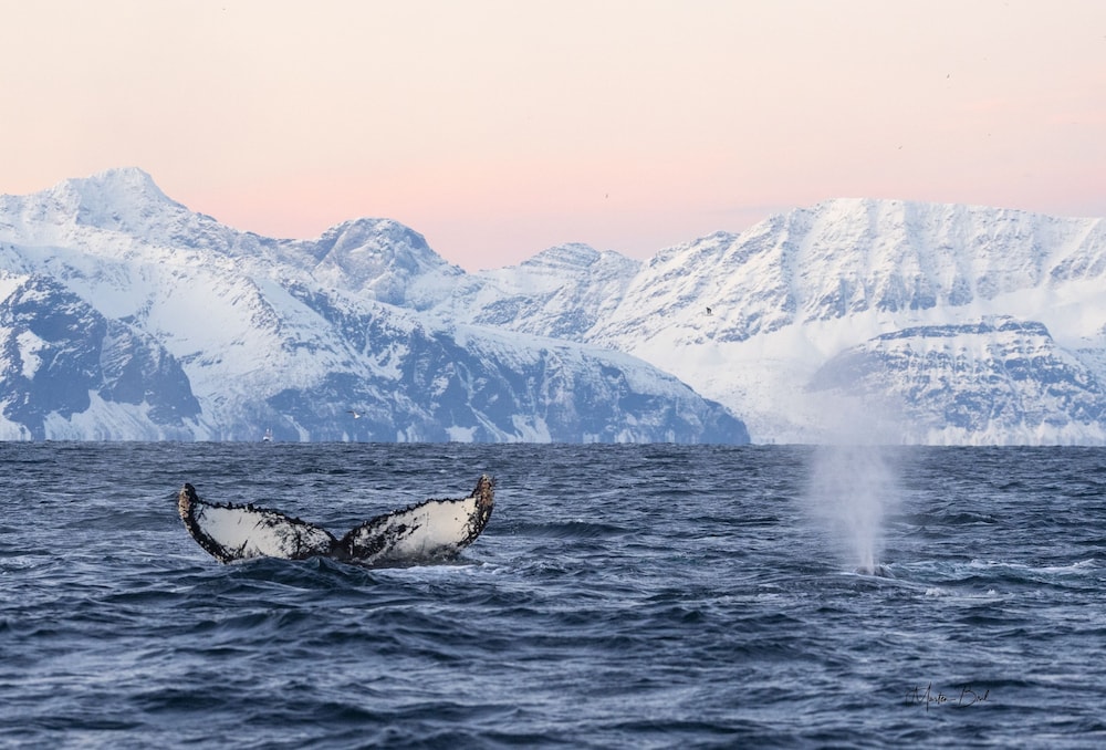 hotell maritim skjervoy as