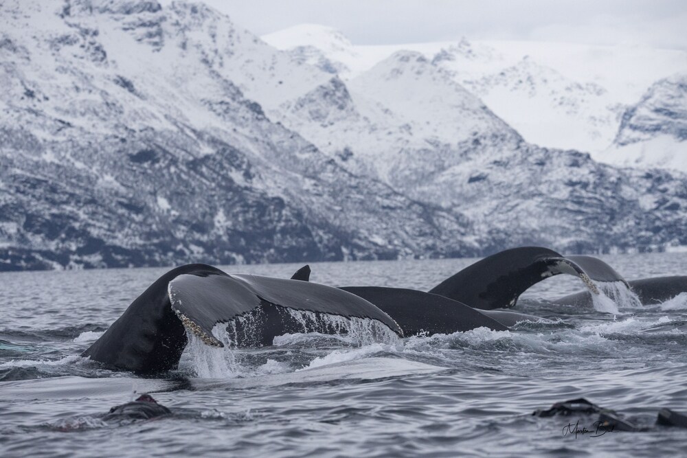 hotell maritim skjervoy as