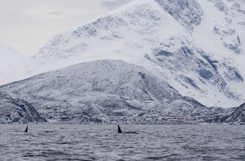 hotell maritim skjervoy as