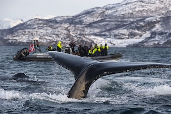 hotell maritim skjervoy as