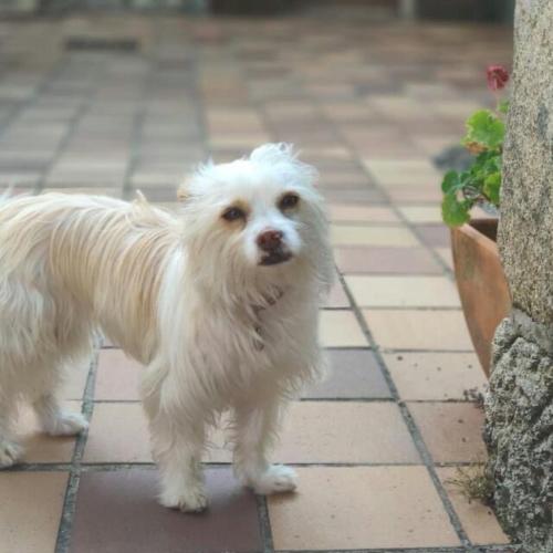 covelo