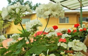 hotel puerta del sol san jose airport