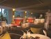 shangri la golden sands penang