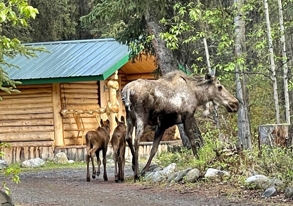 denali national park