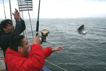 le cardinal belle ile en mer