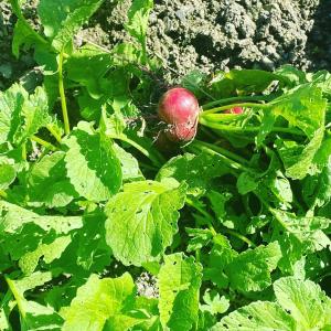 Auberge Le Relais,Corbion>>Bouillon,3 star