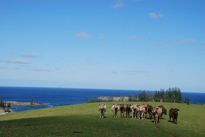 norfolk island
