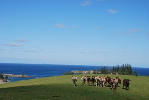 norfolk island