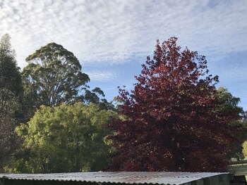 forest lodge resort