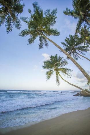 the frangipani tree by edwards collection