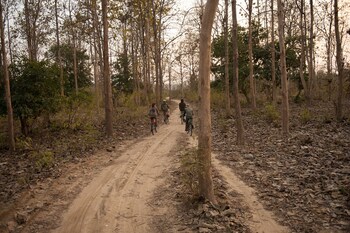 jims jungle retreat