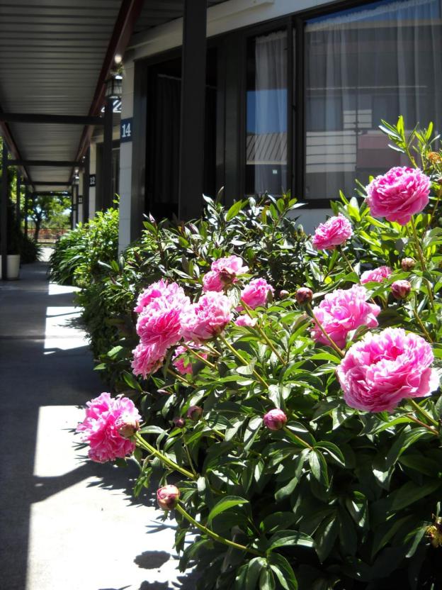 gothic heights motel