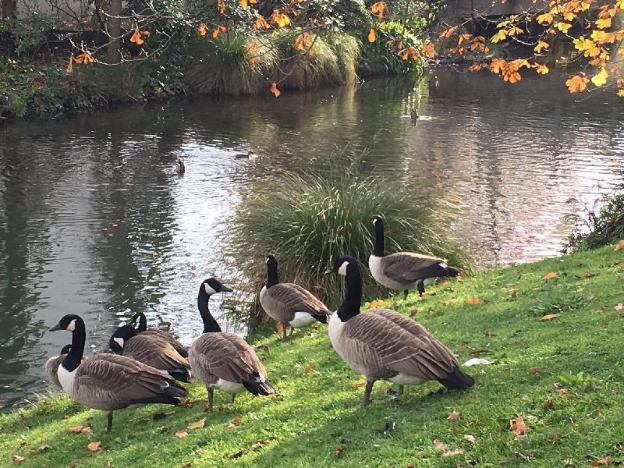gothic heights motel