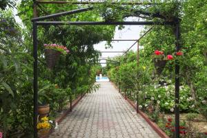 lapithos
