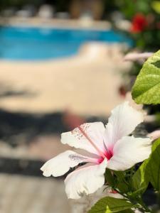 lapida garden hotel