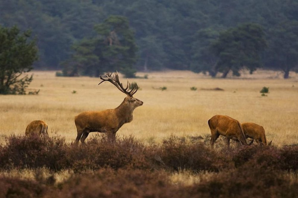 dieren