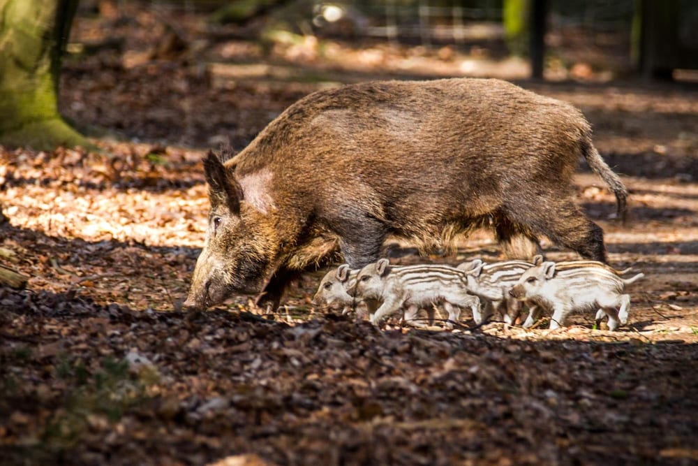 dieren
