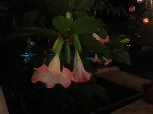 family hotel muses