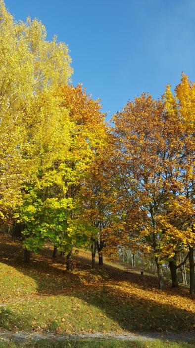 akzent vitalhotel konig am park