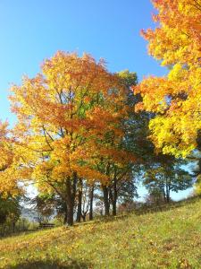 akzent vitalhotel konig am park