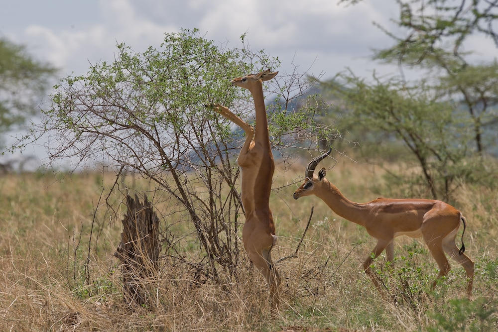 namunyak wildlife conservancy