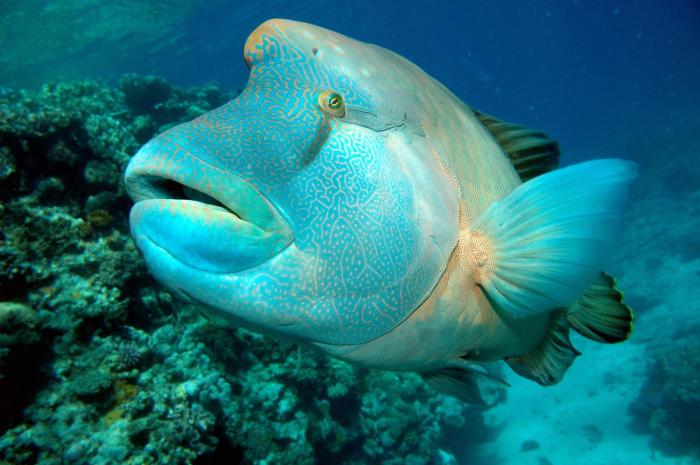 cairns holiday lodge