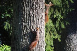 bad homburg v d hoehe