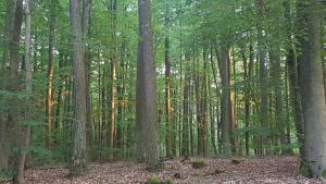 bad homburg v d hoehe