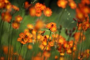 bad homburg v d hoehe