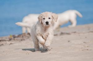 strandhotel fischland