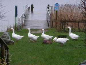 faehrhaus niederkleveez