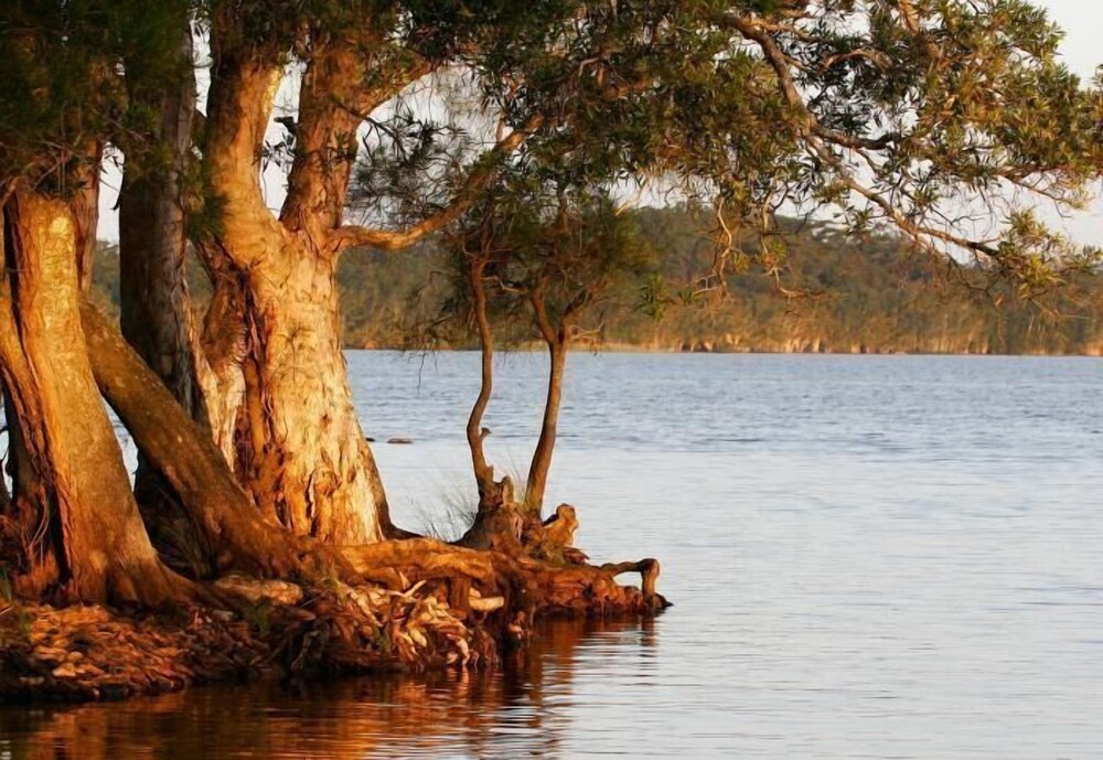 nrma myall shores holiday park