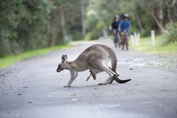 nrma myall shores holiday park