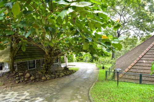 Treetop,Kumily>>Idukki,3 star
