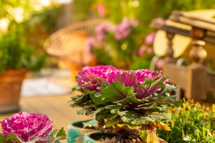 the rooms bed and breakfast