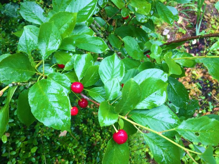 hotel garni niedernhausen