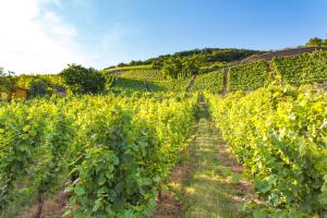 Hotel Sewenig,Cochem-Zell>>Cochem,4 star