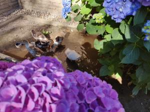 landhotel zum hasen hein