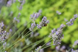 hotel astoria city resort