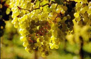 landgasthof zum lamm