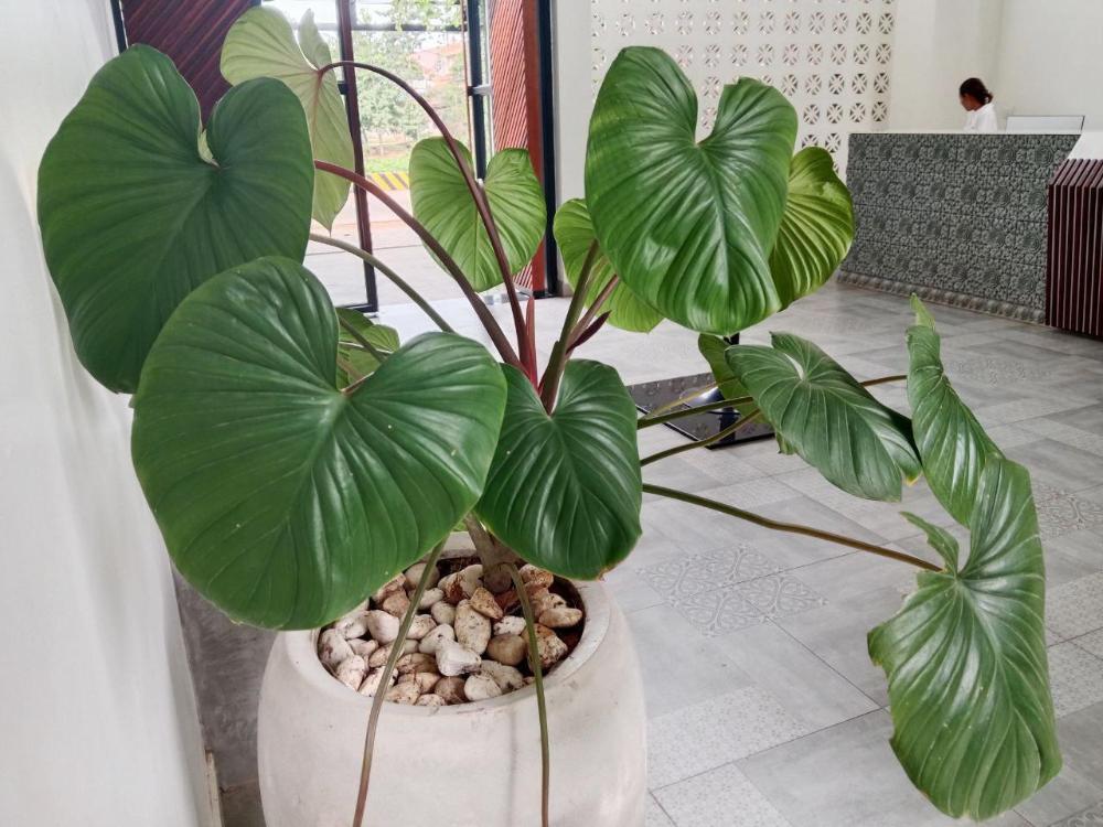 serenity suites dangkor