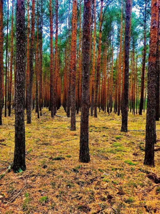 spree waldhotel cottbus