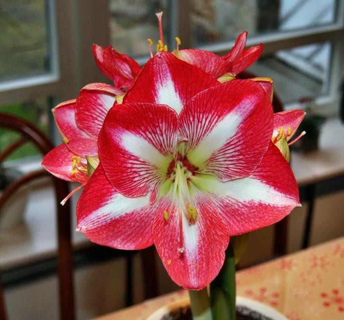 hotel landhaus schieder