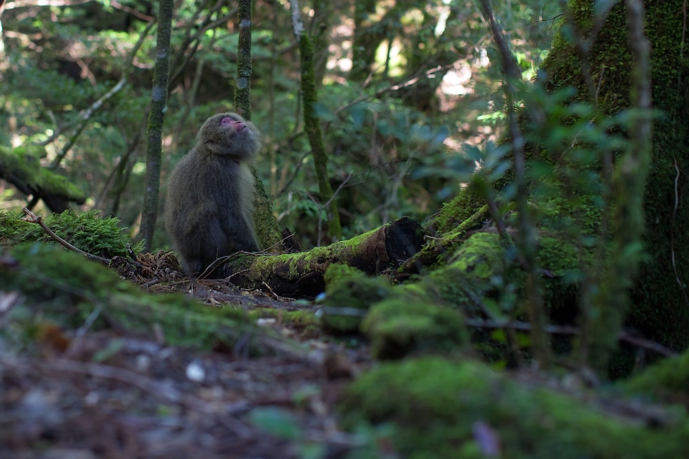 samana hotel yakushima
